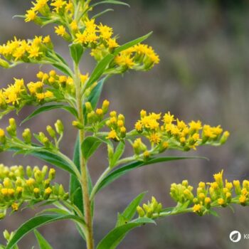 Erfahre alles über die Kanadische Goldrute: Anwendung bei Blasenentzündung, leckere Rezepte, Tipps zum Sammeln und wie du sie im Alltag als Heilpflanze nutzt.