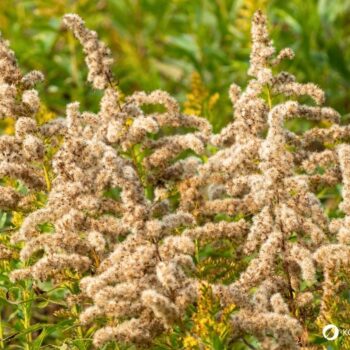 Erfahre alles über die Kanadische Goldrute: Anwendung bei Blasenentzündung, leckere Rezepte, Tipps zum Sammeln und wie du sie im Alltag als Heilpflanze nutzt.