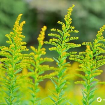 Erfahre alles über die Kanadische Goldrute: Anwendung bei Blasenentzündung, leckere Rezepte, Tipps zum Sammeln und wie du sie im Alltag als Heilpflanze nutzt.