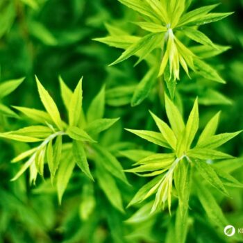 Erfahre alles über die Kanadische Goldrute: Anwendung bei Blasenentzündung, leckere Rezepte, Tipps zum Sammeln und wie du sie im Alltag als Heilpflanze nutzt.