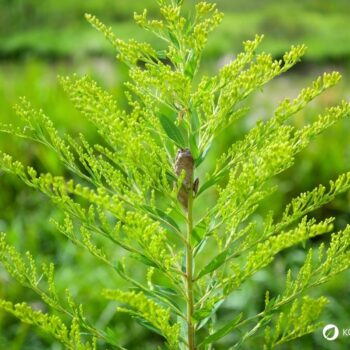 Erfahre alles über die Kanadische Goldrute: Anwendung bei Blasenentzündung, leckere Rezepte, Tipps zum Sammeln und wie du sie im Alltag als Heilpflanze nutzt.