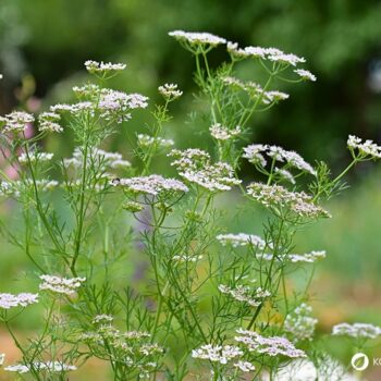 Kümmel ist nicht nur ein schmackhaftes Gewürz, bei vielen Speisen ist er dein bester Freund gegen Blähungen und andere Verdauungsprobleme.