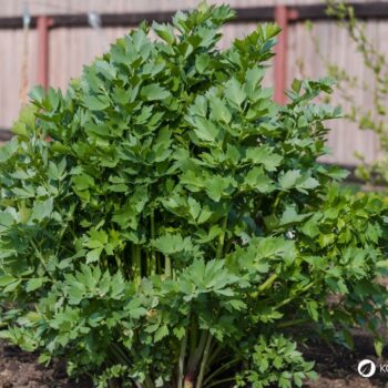 Liebstöckel lässt sich in der Küche vielseitig zum Aromatisieren von deftigen Speisen einsetzen und ist eine traditionelle Heilpflanze.