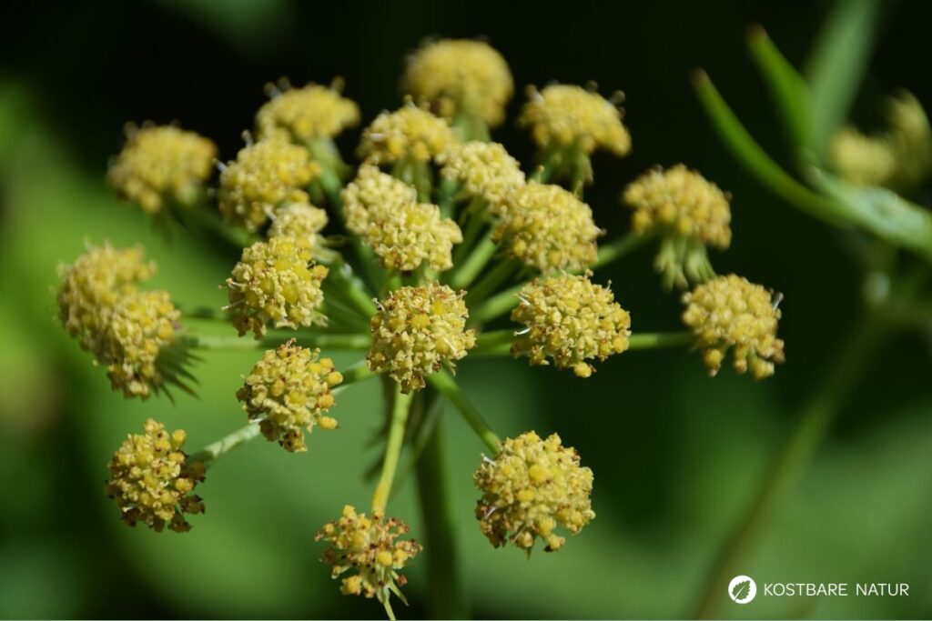 Liebstöckel lässt sich in der Küche vielseitig zum Aromatisieren von deftigen Speisen einsetzen und ist eine traditionelle Heilpflanze.