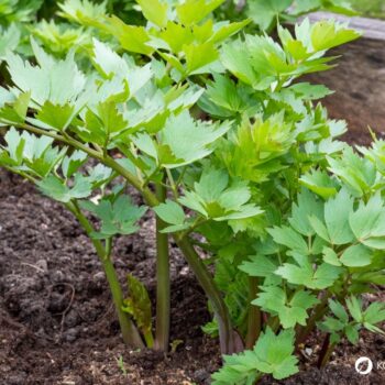Liebstöckel lässt sich in der Küche vielseitig zum Aromatisieren von deftigen Speisen einsetzen und ist eine traditionelle Heilpflanze.