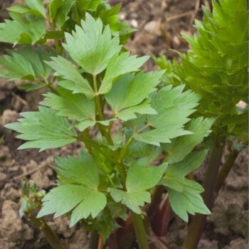 Liebstöckel lässt sich in der Küche vielseitig zum Aromatisieren von deftigen Speisen einsetzen und ist eine traditionelle Heilpflanze.