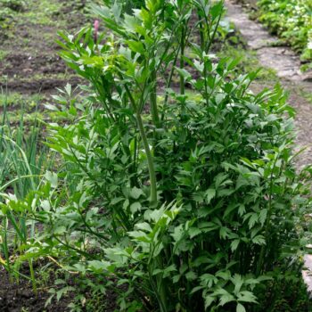 Liebstöckel lässt sich in der Küche vielseitig zum Aromatisieren von deftigen Speisen einsetzen und ist eine traditionelle Heilpflanze.