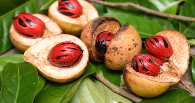 Die aormatische Muskatnuss verfeinert nicht nur Kartoffelgerichte. Traditionell wird sie auch zur Stärkung der Nerven und Förderung der Verdauung genutzt.