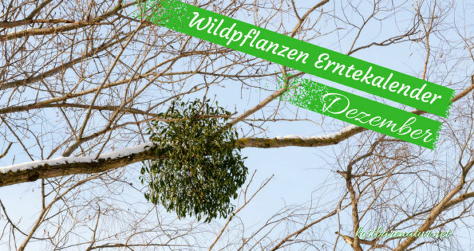 Finde heraus, welche Wildkräuter, Wildfrüchte und andere Schätze du zur Zeit finden und wie du sie in der Küche und für die Gesundheit nutzen kannst!