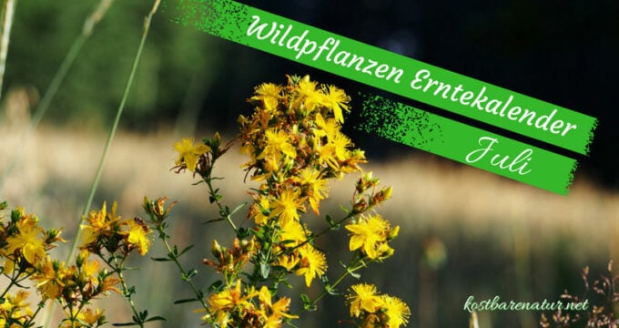 Finde heraus, welche Wildkräuter, Wildfrüchte und andere Schätze du zur Zeit finden und wie du sie in der Küche und für die Gesundheit nutzen kannst!