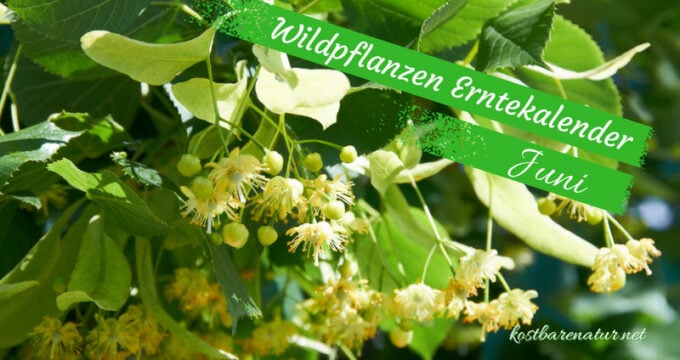 Finde heraus, welche Wildkräuter, Wildfrüchte und andere Schätze du zur Zeit finden und wie du sie in der Küche und für die Gesundheit nutzen kannst!