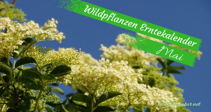 Finde heraus, welche Wildkräuter, Wildfrüchte und andere Schätze du zur Zeit finden und wie du sie in der Küche und für die Gesundheit nutzen kannst!