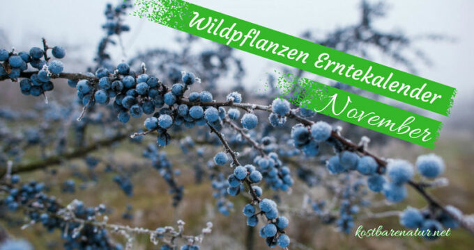 Finde heraus, welche Wildkräuter, Wildfrüchte und andere Schätze du zur Zeit finden und wie du sie in der Küche und für die Gesundheit nutzen kannst!