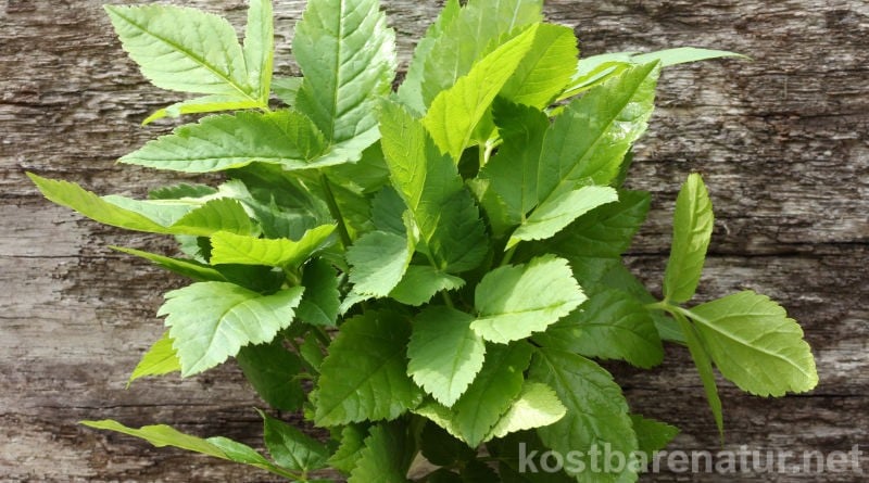 Ärgerst du dich über Giersch ím Garten? Dann lerne seine positiven Seiten kennen und nutze ihn einfach in der Küche!