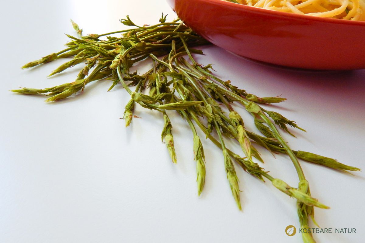 Hopfentriebe auf Tisch