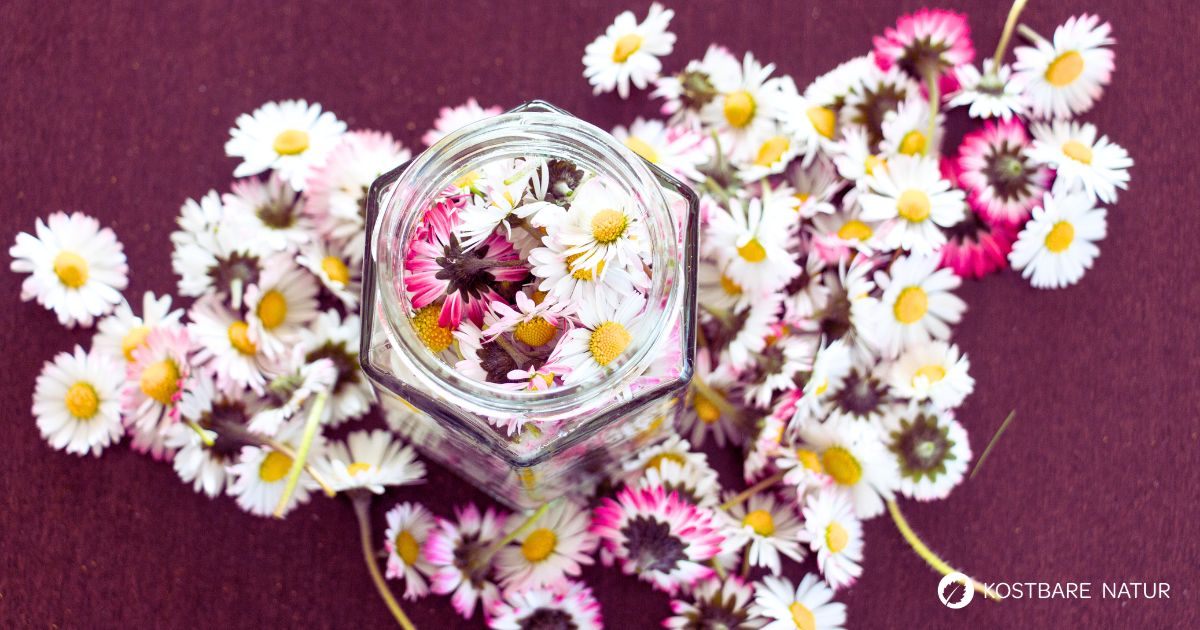 Das Gänseblümchen enthält viele wertvolle Inhaltsstoffe, die du in einer Tinktur konservieren und das ganze Jahr über nutzen kannst.