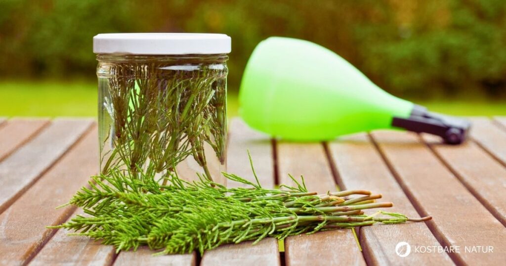 Schütze deine Pflanzen gegen Milben, Pilze und Blattläuse mit diesem selbstgemachten Kaltauszug mit Acker-Schachtelhalm.