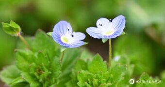 Persischer Ehrenpreis erkennen, sammeln und nutzen – essbare Blüten und Blätter, traditionelle Anwendungen, Anbau- und Sicherheitstipps.