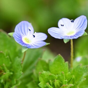 Persischer Ehrenpreis erkennen, sammeln und nutzen – essbare Blüten und Blätter, traditionelle Anwendungen, Anbau- und Sicherheitstipps.