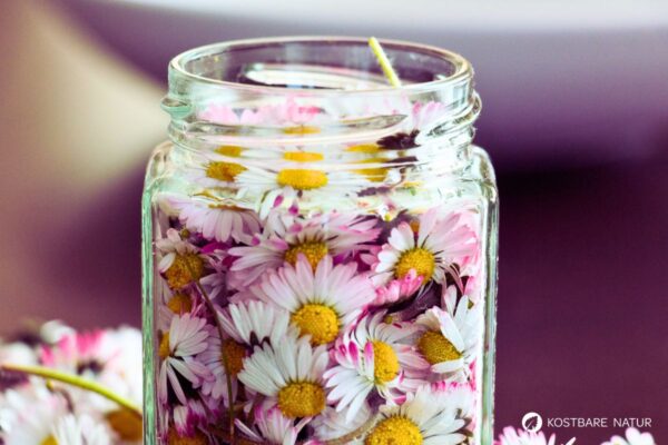 Gänseblümchen im Glas