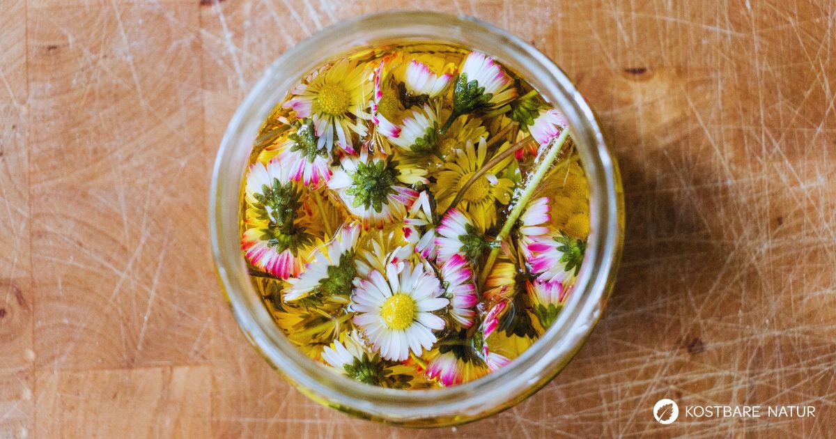 In einem selbst gemachten Gänseblümchenöl kannst du dir die zahlreichen Wirkstoffe des Gänseblümchens zunutze machen! Wie einfach das geht, erfährst du hier.