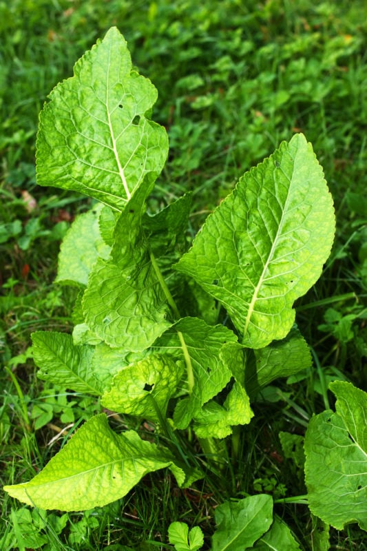 Meerrettich Kostbare Natur