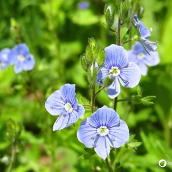 Persischer Ehrenpreis erkennen, sammeln und nutzen – essbare Blüten und Blätter, traditionelle Anwendungen, Anbau- und Sicherheitstipps.