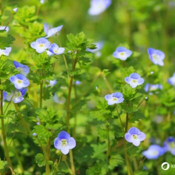 Persischer Ehrenpreis erkennen, sammeln und nutzen – essbare Blüten und Blätter, traditionelle Anwendungen, Anbau- und Sicherheitstipps.