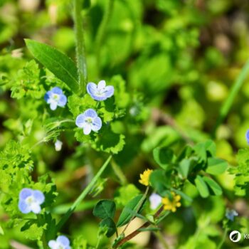 Persischer Ehrenpreis erkennen, sammeln und nutzen – essbare Blüten und Blätter, traditionelle Anwendungen, Anbau- und Sicherheitstipps.