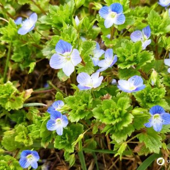 Persischer Ehrenpreis erkennen, sammeln und nutzen – essbare Blüten und Blätter, traditionelle Anwendungen, Anbau- und Sicherheitstipps.