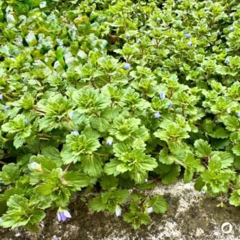 Persischer Ehrenpreis erkennen, sammeln und nutzen – essbare Blüten und Blätter, traditionelle Anwendungen, Anbau- und Sicherheitstipps.