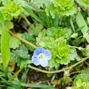 Persischer Ehrenpreis erkennen, sammeln und nutzen – essbare Blüten und Blätter, traditionelle Anwendungen, Anbau- und Sicherheitstipps.