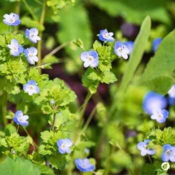 Persischer Ehrenpreis erkennen, sammeln und nutzen – essbare Blüten und Blätter, traditionelle Anwendungen, Anbau- und Sicherheitstipps.