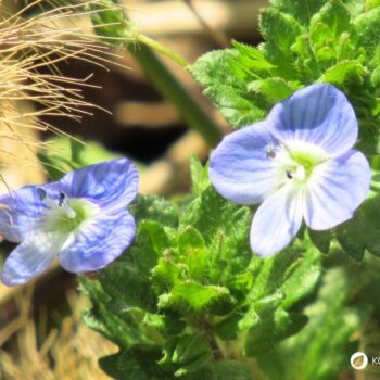 Persischer Ehrenpreis erkennen, sammeln und nutzen – essbare Blüten und Blätter, traditionelle Anwendungen, Anbau- und Sicherheitstipps.