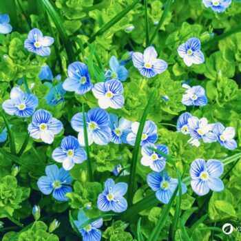 Persischer Ehrenpreis erkennen, sammeln und nutzen – essbare Blüten und Blätter, traditionelle Anwendungen, Anbau- und Sicherheitstipps.