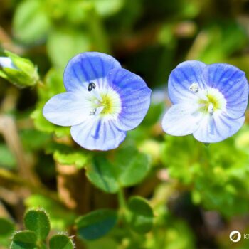 Persischer Ehrenpreis erkennen, sammeln und nutzen – essbare Blüten und Blätter, traditionelle Anwendungen, Anbau- und Sicherheitstipps.