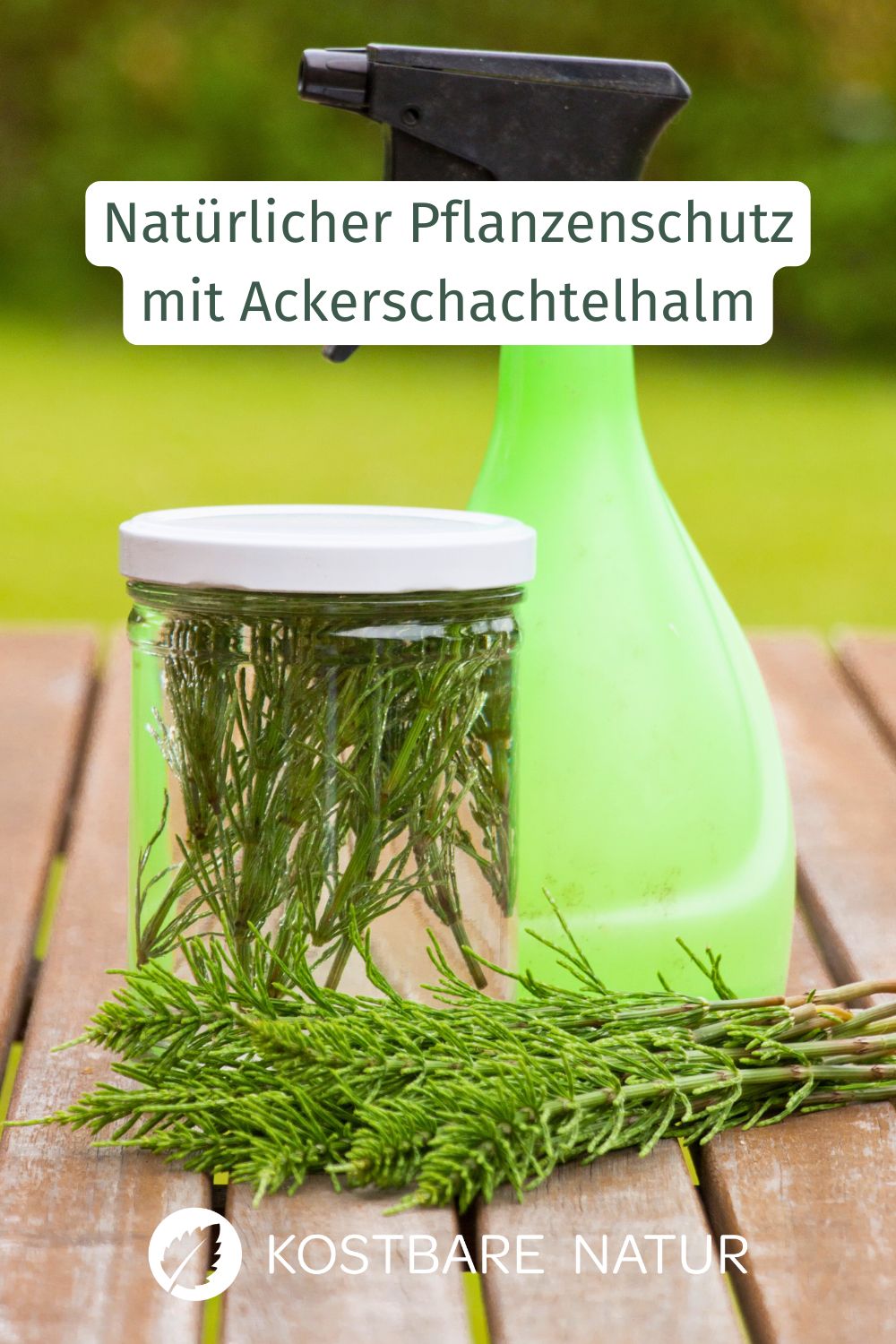 Schütze deine Pflanzen gegen Milben, Pilze und Blattläuse mit diesem selbstgemachten Kaltauszug mit Acker-Schachtelhalm.