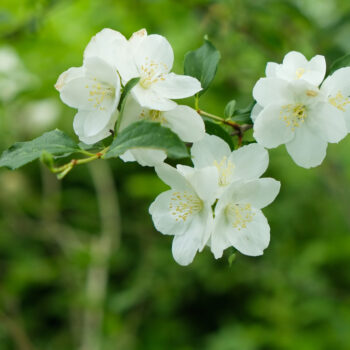Der Europäische Pfeifenstrauch hat wunderschöne Blüten, die zudem sehr angenehm duften! Verwende sie zum Aromatisieren deines Haustees.