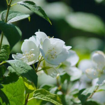 Der Europäische Pfeifenstrauch hat wunderschöne Blüten, die zudem sehr angenehm duften! Verwende sie zum Aromatisieren deines Haustees.