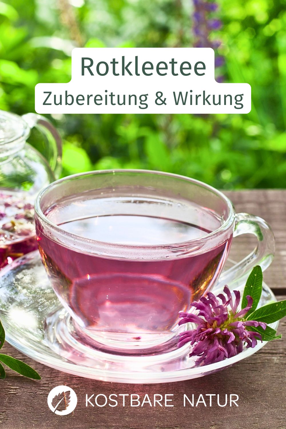 Die schönen Blüten des roten Wiesenklees helfen bei Wechseljahresbeschwerden, Menstruationsproblemen und vielem mehr.