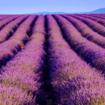 Alleskönner Lavendel: Nutze das vielseitige Heilkraut für erholsamen Schlaf, gegen Migräne, Hautprobleme und für deine Naturkosmetik.