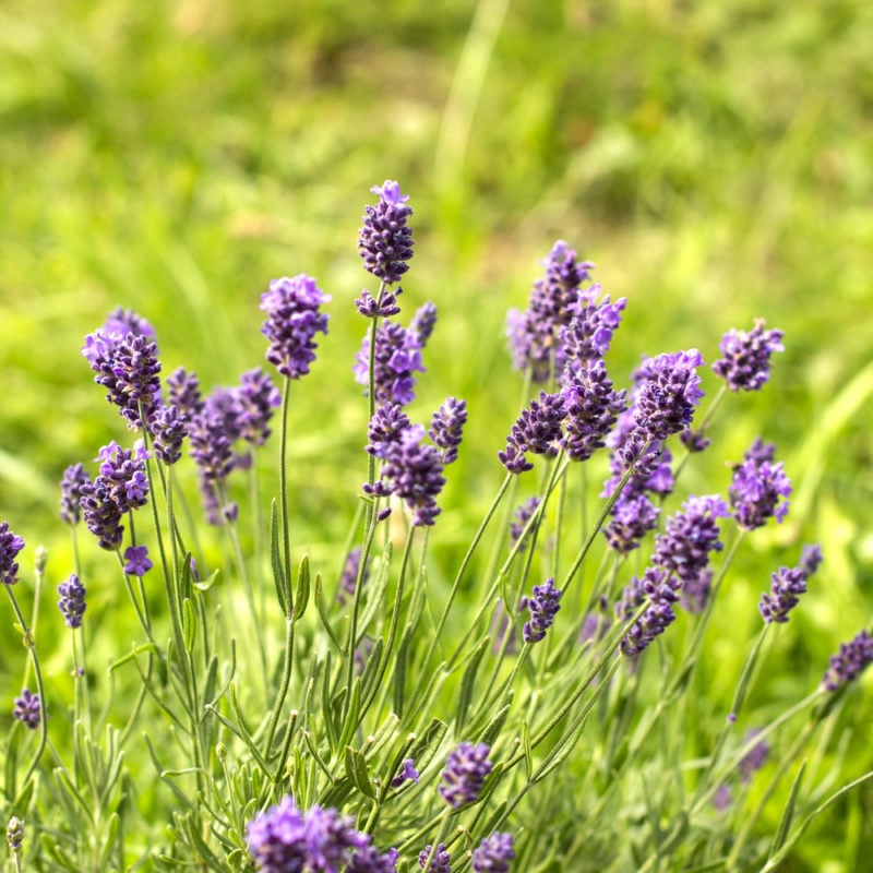Lavandula Angustifolia Heilpflanze Gewürz Echter Lavendel  500 Samen