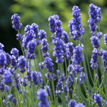 Alleskönner Lavendel: Nutze das vielseitige Heilkraut für erholsamen Schlaf, gegen Migräne, Hautprobleme und für deine Naturkosmetik.
