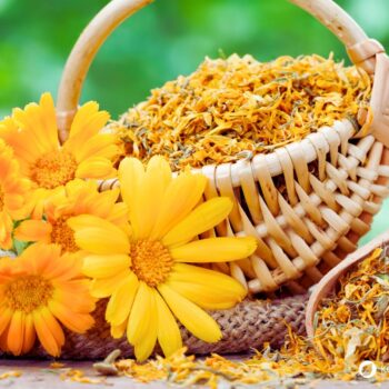 RIngelblumenblütenblätter