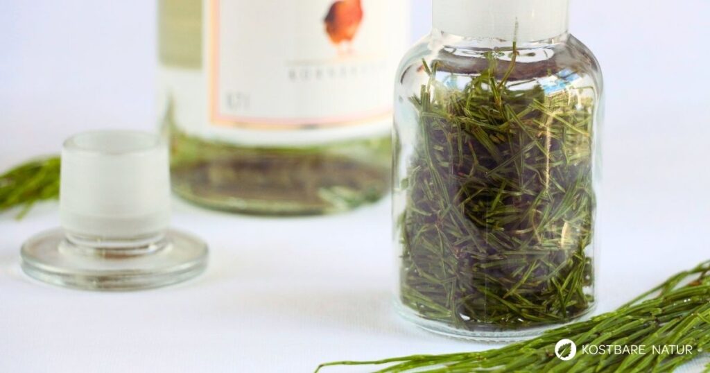 Das vermeintliche Unkraut Ackerschachtelhalm hat viele heilende Eigenschaften und kann z.B. bei Cellulite, Blasenentzündung und Akne helfen.