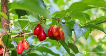 Die süß-säuerlichen Früchte der Kornelkirsche sind reich an Vitamin C und Gerbstoffen und lassen sich ideal verarbeiten zu Marmeladen, Gelees, Säften und auch herzhaften Gerichten.