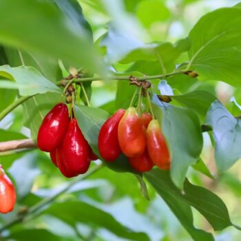 Die süß-säuerlichen Früchte der Kornelkirsche sind reich an Vitamin C und Gerbstoffen und lassen sich ideal verarbeiten zu Marmeladen, Gelees, Säften und auch herzhaften Gerichten.