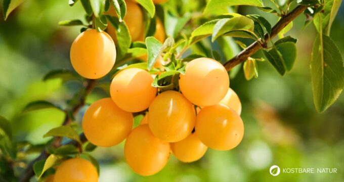 Erfahre alles über die Mirabelle: liebevoll und fundiert ausgearbeitet – mit vielen praktischen Tipps für Küche, Hausapotheke und Garten.