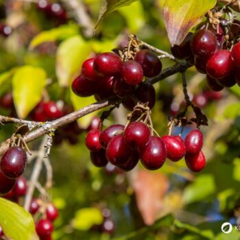 Die süß-säuerlichen Früchte der Kornelkirsche sind reich an Vitamin C und Gerbstoffen und lassen sich ideal verarbeiten zu Marmeladen, Gelees, Säften und auch herzhaften Gerichten.