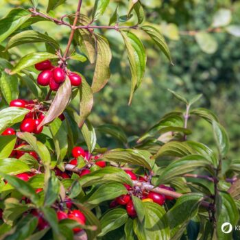 Die süß-säuerlichen Früchte der Kornelkirsche sind reich an Vitamin C und Gerbstoffen und lassen sich ideal verarbeiten zu Marmeladen, Gelees, Säften und auch herzhaften Gerichten.